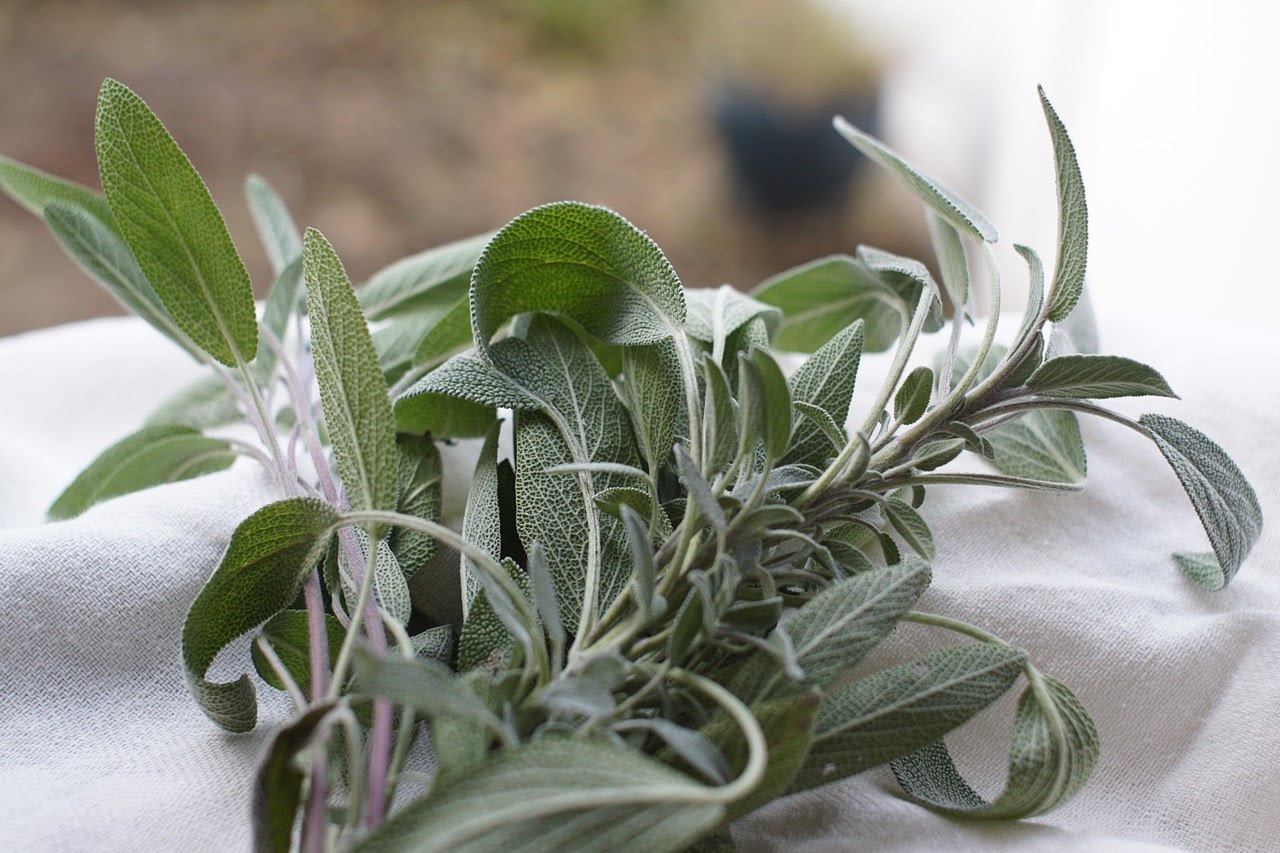 Салвията или градински чай е едно от най-старите лечебни растения.